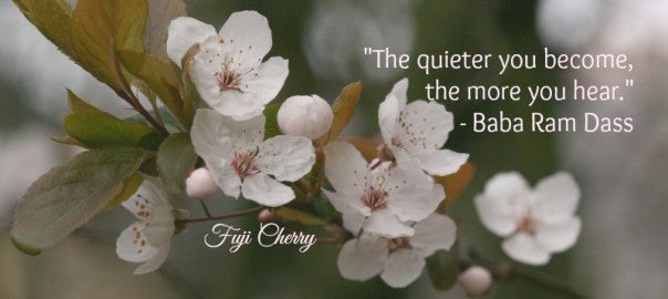 February 2016 – The Pause