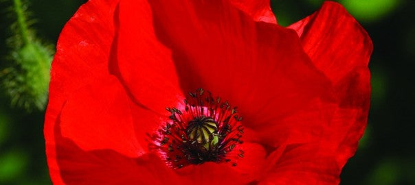 April 2016 – Unsettled Frustration