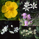 Shock & Emergency - Bach