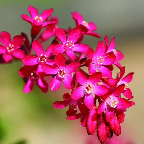 Flowering Currant