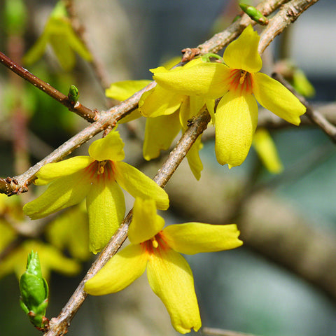 Forsythia