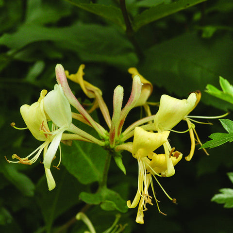 Honeysuckle
