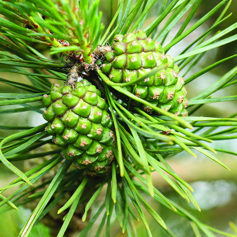 Pine Cones