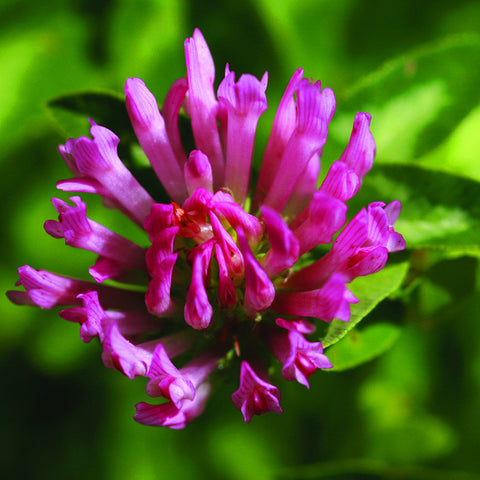 Red Clover
