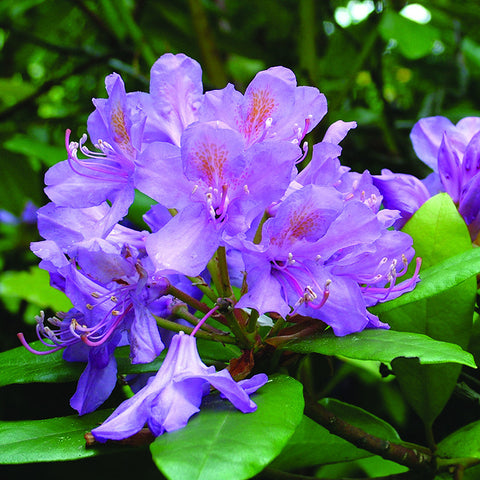 Rhododendron