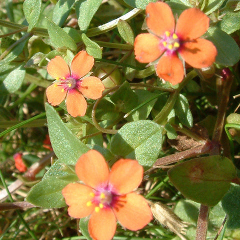 Scarlet Pimpernel
