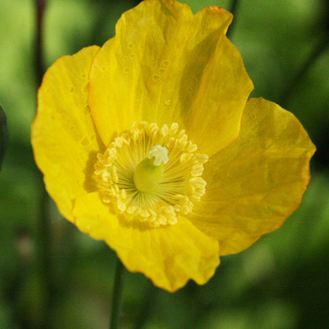 Welsh Poppy