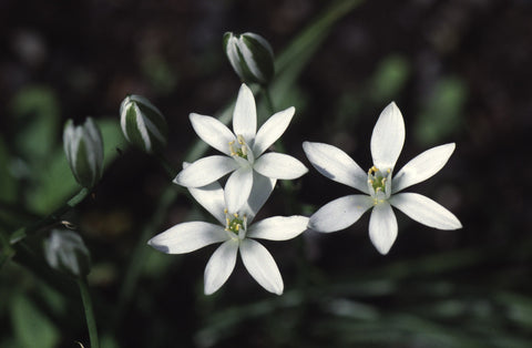 Star of Bethlehem - Bach