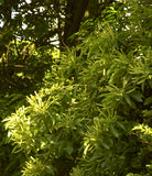 Sweet Chestnut - Bach