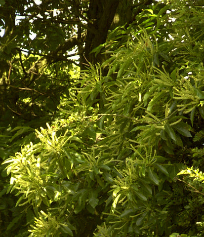 Sweet Chestnut - Bach