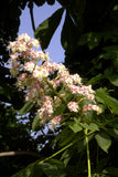 White Chestnut - Bach