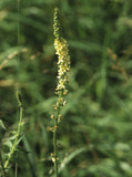 Agrimony - Bach
